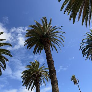 Preview wallpaper palm trees, sky, bottom view, nature