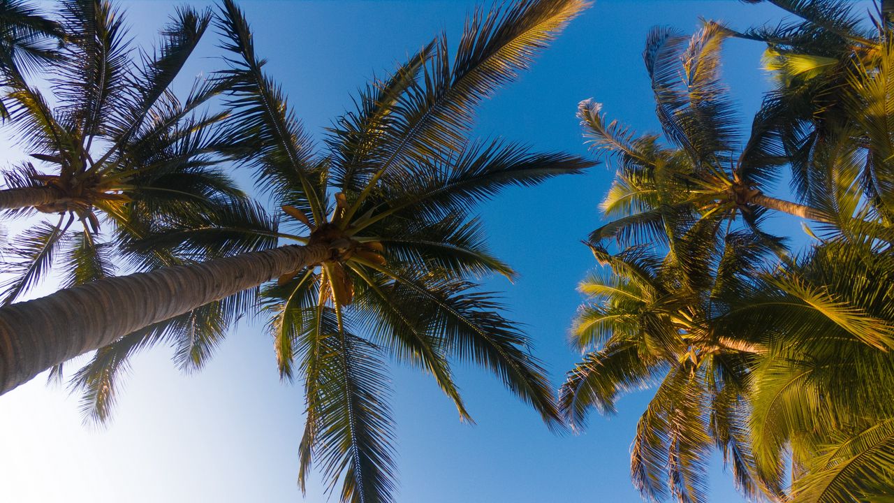 Wallpaper palm trees, sky, branches, trees, tropics