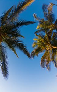 Preview wallpaper palm trees, sky, branches, trees, tropics