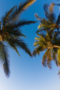 Preview wallpaper palm trees, sky, branches, trees, tropics