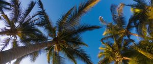 Preview wallpaper palm trees, sky, branches, trees, tropics