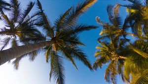 Preview wallpaper palm trees, sky, branches, trees, tropics