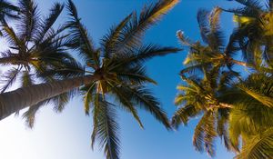 Preview wallpaper palm trees, sky, branches, trees, tropics