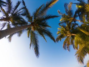 Preview wallpaper palm trees, sky, branches, trees, tropics