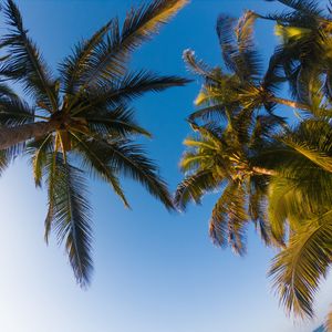 Preview wallpaper palm trees, sky, branches, trees, tropics