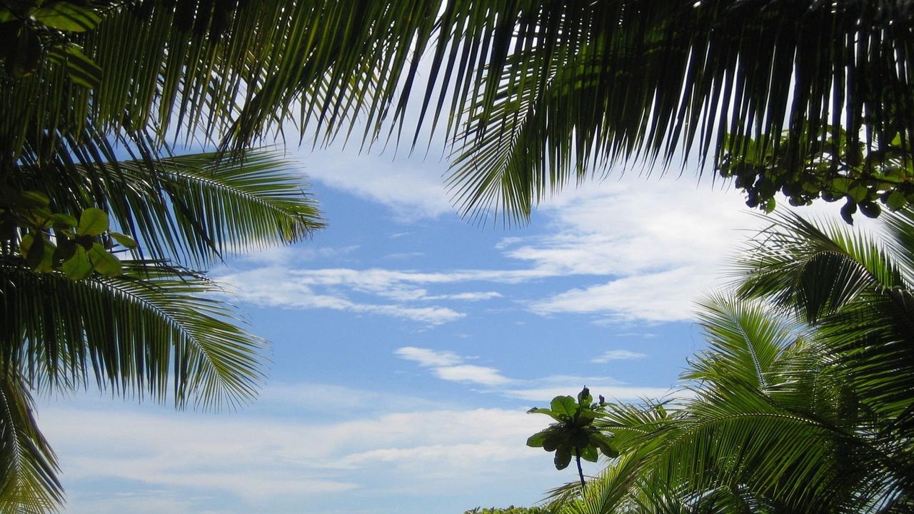 Wallpaper palm trees, sky, branches, green, azure, background