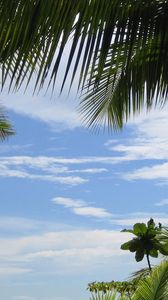 Preview wallpaper palm trees, sky, branches, green, azure, background
