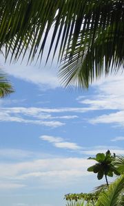 Preview wallpaper palm trees, sky, branches, green, azure, background