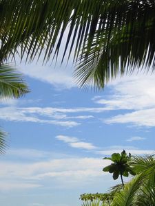 Preview wallpaper palm trees, sky, branches, green, azure, background