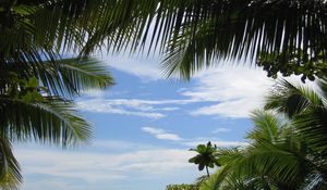 Preview wallpaper palm trees, sky, branches, green, azure, background