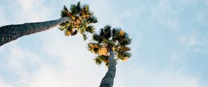 Preview wallpaper palm trees, sky, clouds