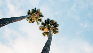 Preview wallpaper palm trees, sky, clouds