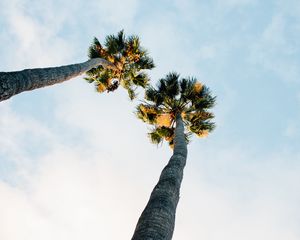 Preview wallpaper palm trees, sky, clouds