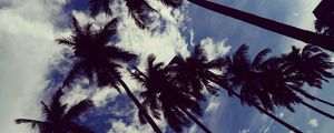 Preview wallpaper palm trees, sky, clouds, trees, tropics