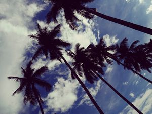 Preview wallpaper palm trees, sky, clouds, trees, tropics