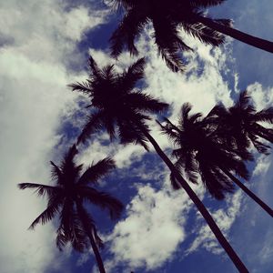 Preview wallpaper palm trees, sky, clouds, trees, tropics