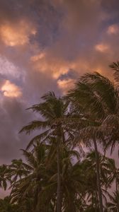 Preview wallpaper palm trees, sky, clouds, tropics