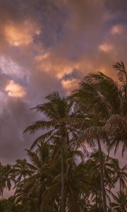 Preview wallpaper palm trees, sky, clouds, tropics