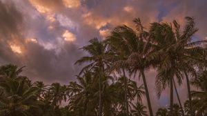 Preview wallpaper palm trees, sky, clouds, tropics