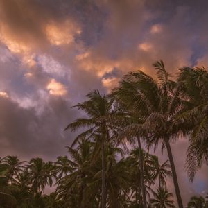 Preview wallpaper palm trees, sky, clouds, tropics