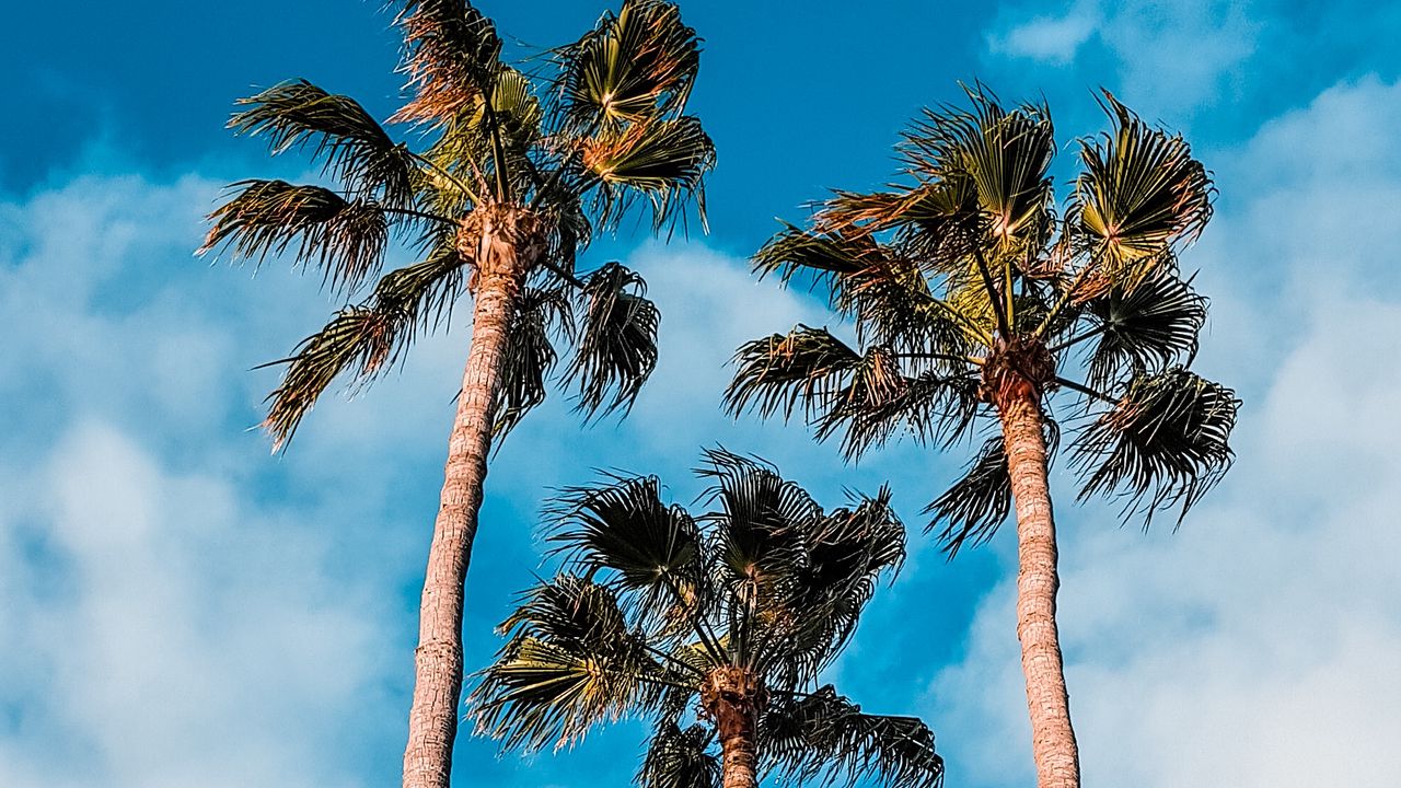 Wallpaper palm trees, sky, clouds, tropics, trees