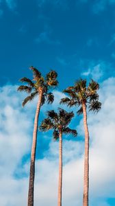 Preview wallpaper palm trees, sky, clouds, tropics, trees