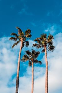 Preview wallpaper palm trees, sky, clouds, tropics, trees