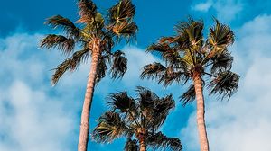 Preview wallpaper palm trees, sky, clouds, tropics, trees