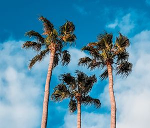 Preview wallpaper palm trees, sky, clouds, tropics, trees