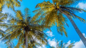 Preview wallpaper palm trees, sky, clouds, tropics, summer
