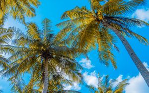 Preview wallpaper palm trees, sky, clouds, tropics, summer