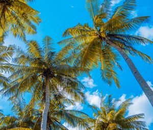 Preview wallpaper palm trees, sky, clouds, tropics, summer
