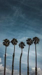 Preview wallpaper palm trees, sky, clouds, tropics