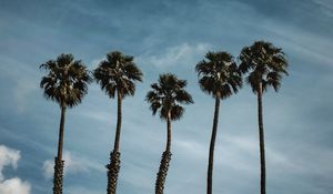 Preview wallpaper palm trees, sky, clouds, tropics