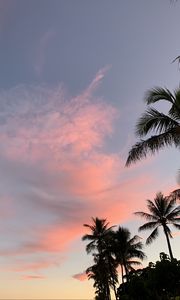 Preview wallpaper palm trees, sky, clouds, dusk