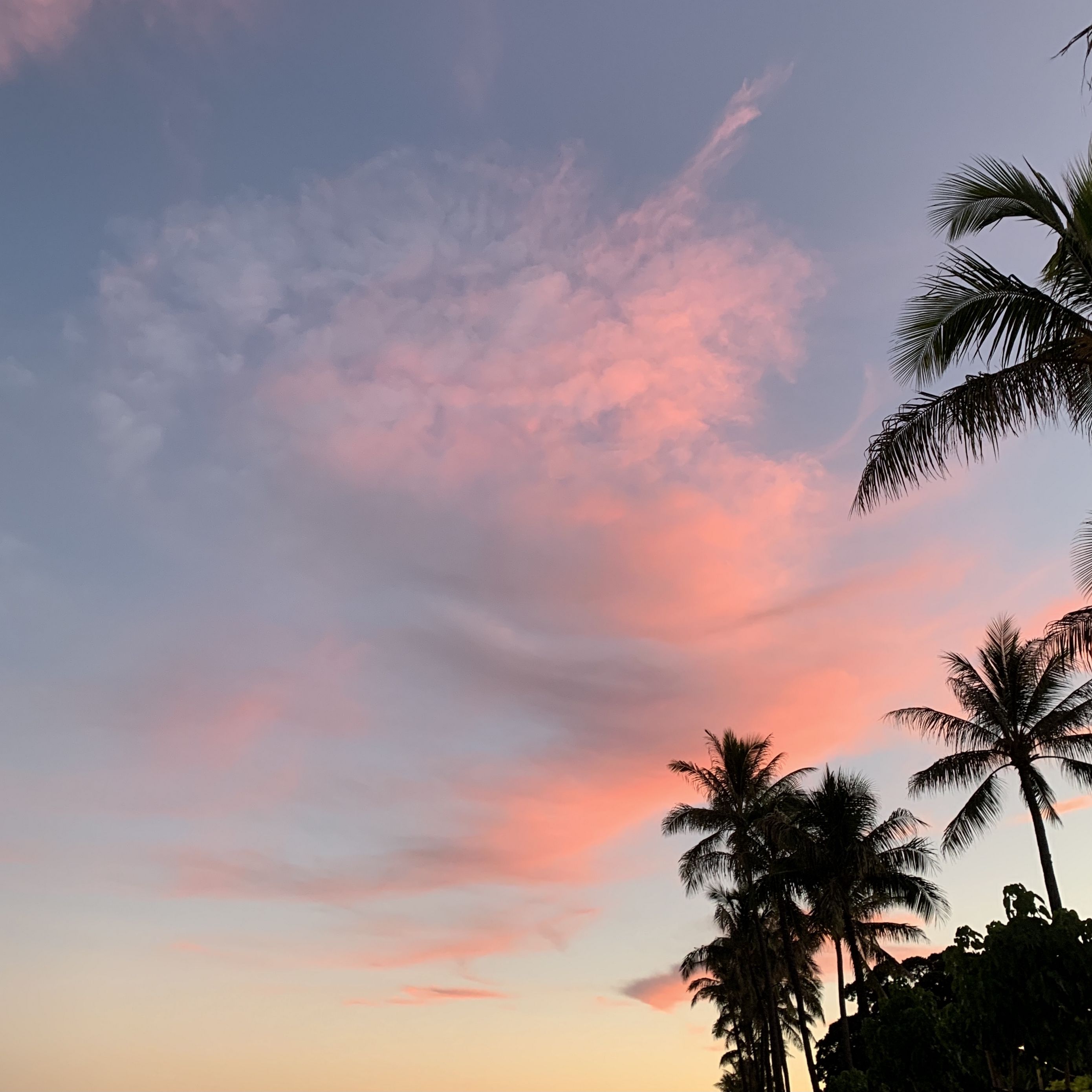 Download Wallpaper 2780x2780 Palm Trees Sky Clouds Dusk Ipad Air