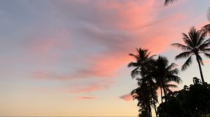 Preview wallpaper palm trees, sky, clouds, dusk