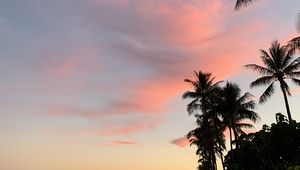 Preview wallpaper palm trees, sky, clouds, dusk