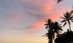 Preview wallpaper palm trees, sky, clouds, dusk