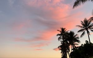 Preview wallpaper palm trees, sky, clouds, dusk