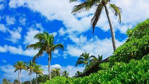 Preview wallpaper palm trees, sky, clouds, brightly, from below