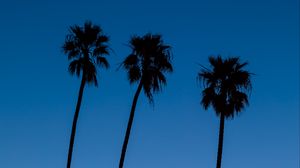 Preview wallpaper palm trees, sky, dark, twilight