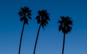 Preview wallpaper palm trees, sky, dark, twilight