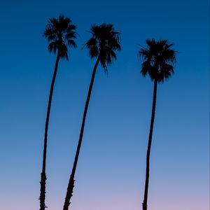 Preview wallpaper palm trees, sky, dark, twilight