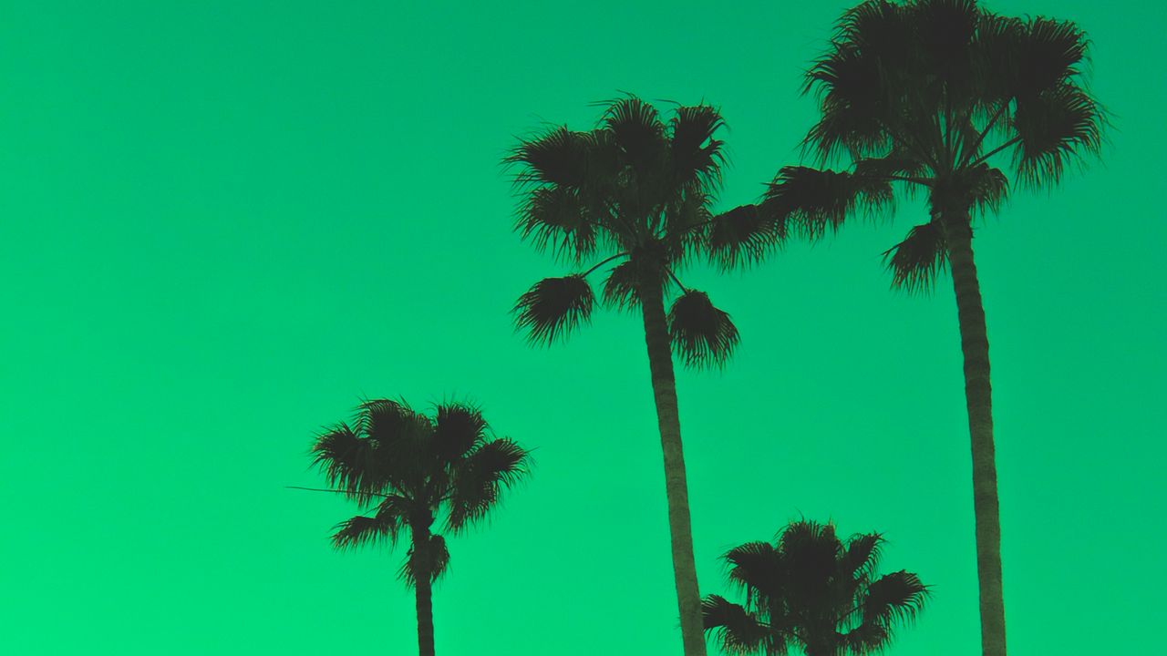 Wallpaper palm trees, sky, green, tops