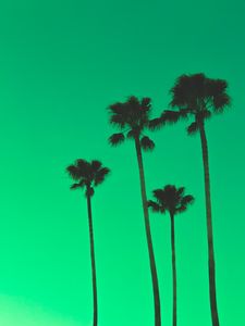 Preview wallpaper palm trees, sky, green, tops