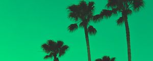 Preview wallpaper palm trees, sky, green, tops