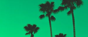 Preview wallpaper palm trees, sky, green, tops