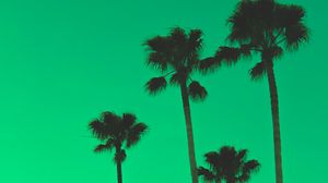 Preview wallpaper palm trees, sky, green, tops