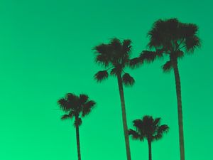 Preview wallpaper palm trees, sky, green, tops